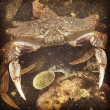 Mariia Taylor - Crab